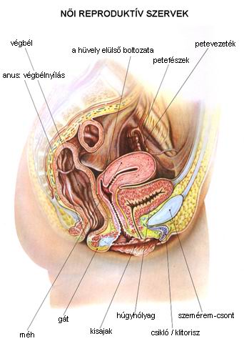a női ürömféreg reproduktív szervei)