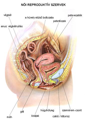 a női ürömféreg reproduktív szerve