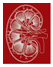 Magyar Nephrolgiai Trsasg